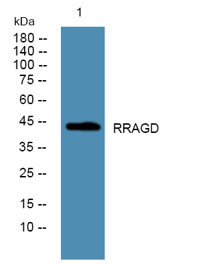 RRAGD Antibody