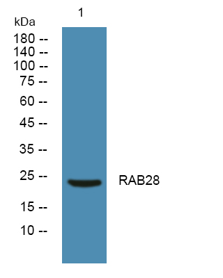 RAB28 Antibody