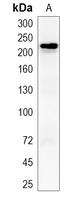 PTPRB Antibody