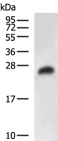GSTA5 antibody