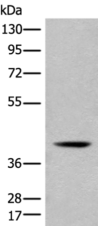ACKR2 Antibody