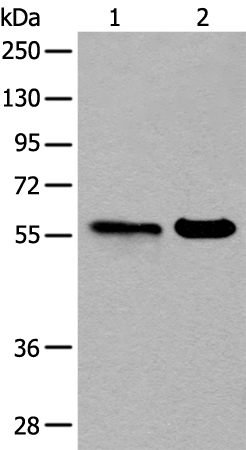 B3GALNT2 Antibody