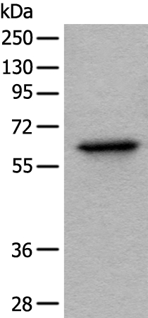 BAIAP2L1 Antibody