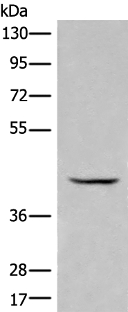 BBOX1 Antibody