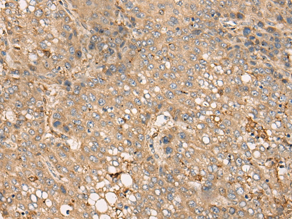 BEX1 Antibody