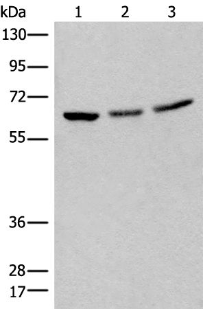 BRD9 Antibody