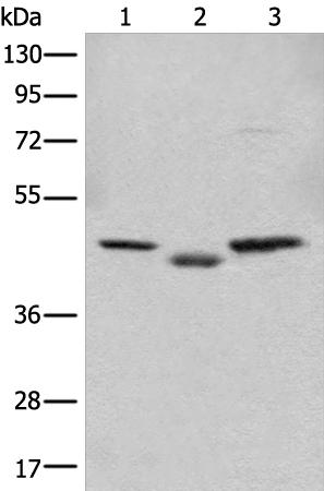C12orf10 Antibody
