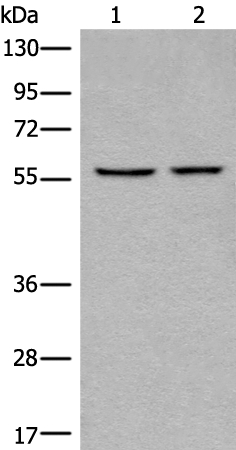 CAPN10 Antibody