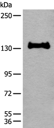 CAPN15 Antibody