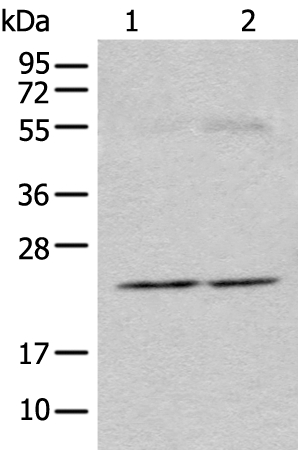 CAPS Antibody