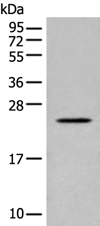 CARD16 Antibody