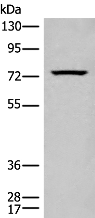 CARS Antibody