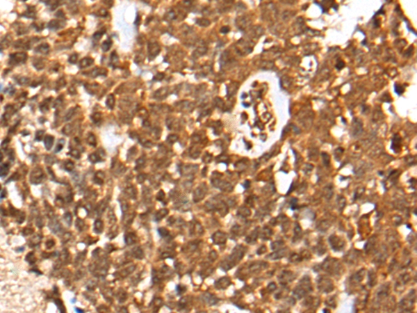 CASP8 Antibody
