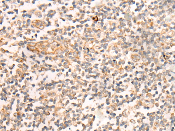 CASS4 Antibody