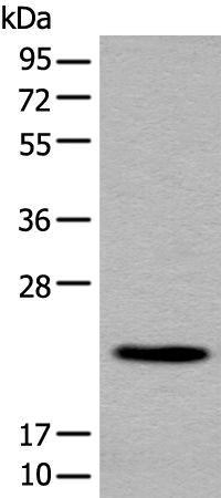 CBLN1 Antibody