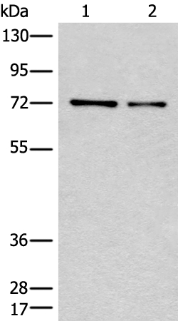 CCNK Antibody