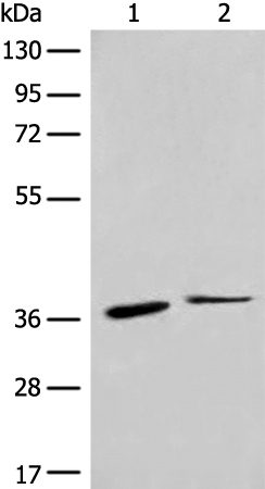 CCR1 Antibody