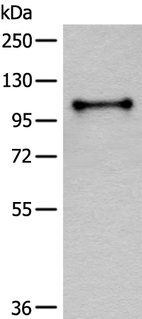 CD101 Antibody