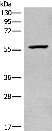 CDADC1 Antibody