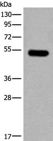 CDKL2 Antibody