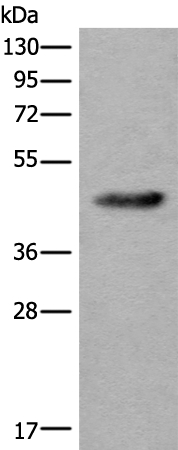CDKL4 Antibody