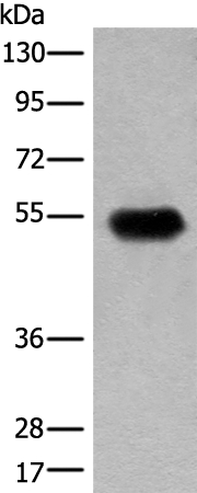 CDT1 Antibody