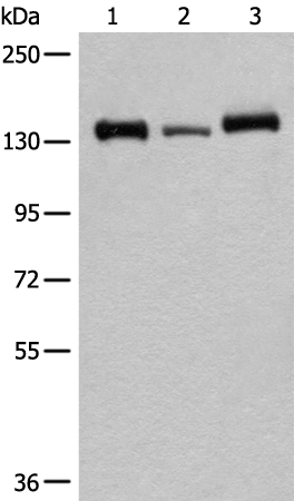 CEBPZ Antibody