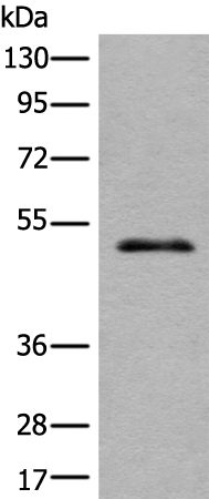 CECR6 Antibody
