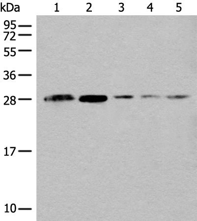 CLPP Antibody