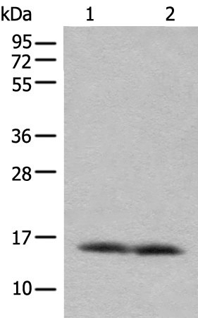 COX7A2L Antibody