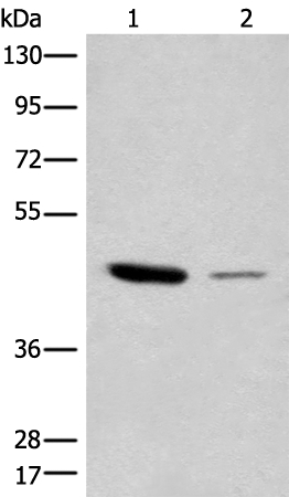 CPM Antibody