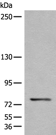 CTNNAL1 Antibody