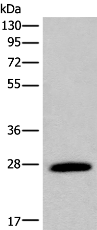 DKKL1 Antibody