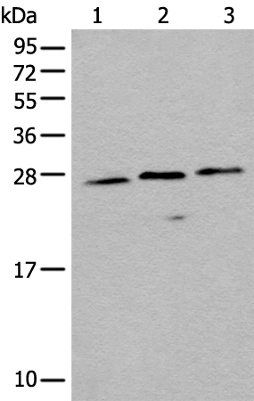 EMC10 Antibody