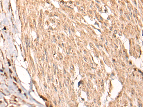 HSF4 Antibody