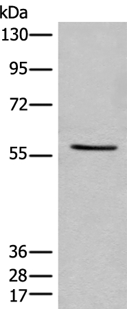 IFFO2 Antibody