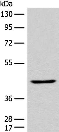 KLF2 Antibody