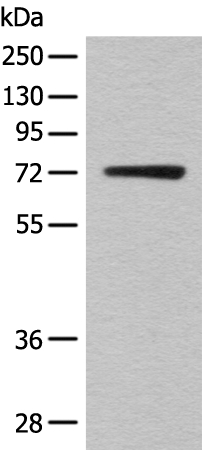 KLHL36 Antibody