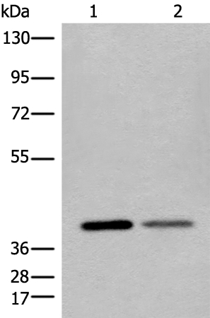 L1RE1 Antibody
