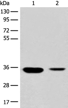 RGN Antibody