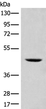 SHPK Antibody