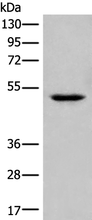UBR7 Antibody