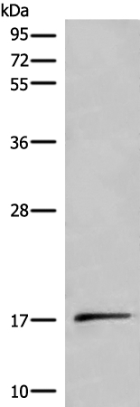 UCN3 Antibody