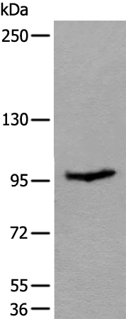 UNC45B Antibody