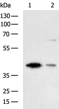 USP12 Antibody