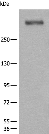 WDFY4 Antibody