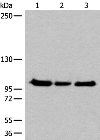 XPO1 Antibody
