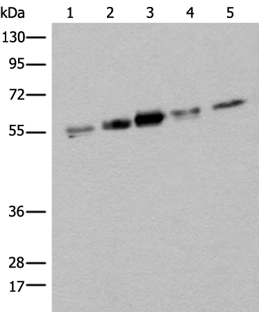 ZPR1 Antibody