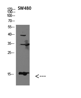 Galectin Polyclonal Antibody