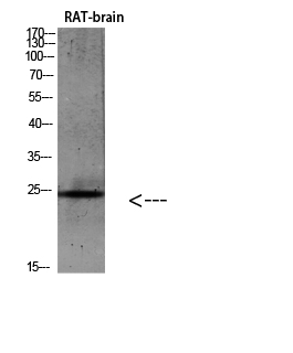 IL9 Polyclonal Antibody